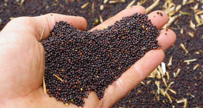 В Иркутской области выявили нарушения при посеве рапса и гороха