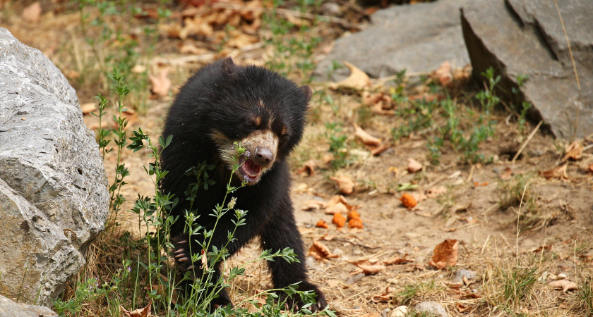 Медвежонок вышел к дачному участку в Иркутской области