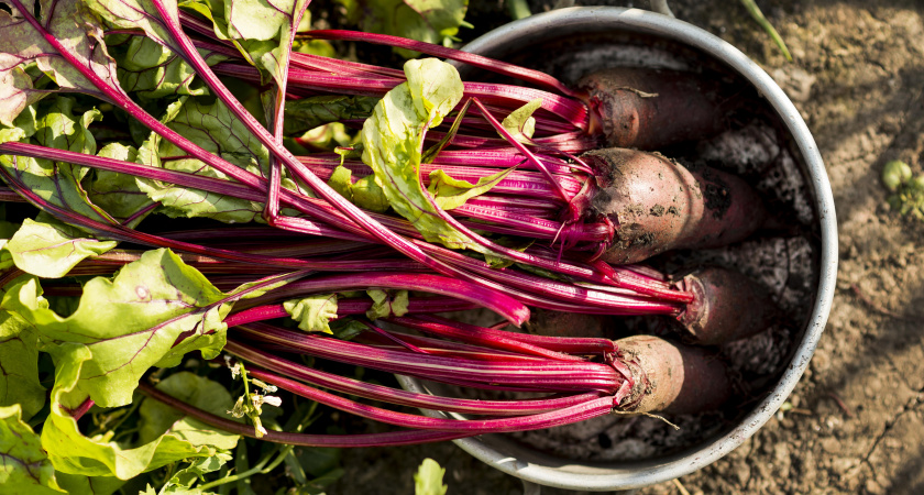 Секрет хранения свеклы до весны: проверенный метод с пакетами. Почему свекла становится вялой и как это исправить?