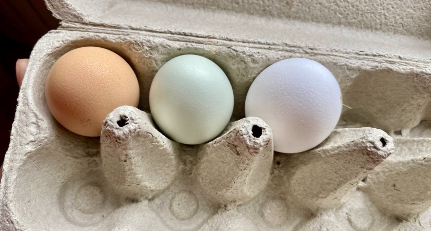 Смотрим не на категорию: яйца в магазинах выбираем только так — совет от Роскачества 