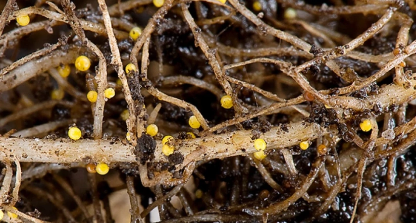 В Иркутской области сняли карантин с тепличного комплекса