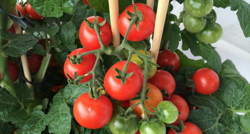 Узнала, что только эти сорта помидоров посажу в 2026 году: мега урожайные, вообще не болеют — по 10 ведер собирала за раз весь сезон
