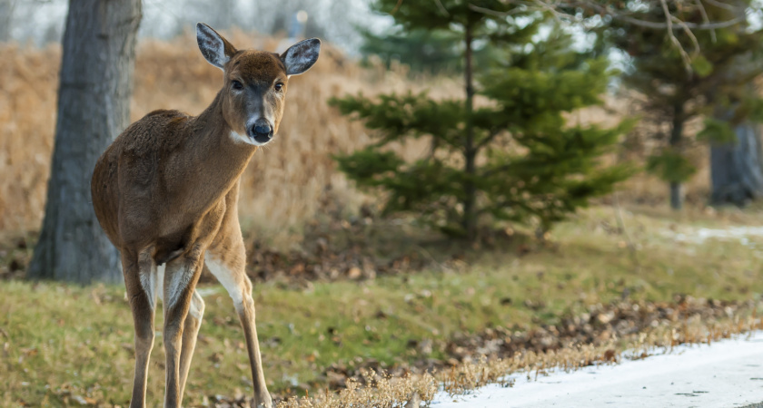 В Усолье-Сибирском автомобилист спас олененка от стаи бродячих собак