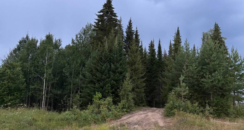 В Иркутской области лесозаготовительную компанию оштрафовали за нарушение правил работы