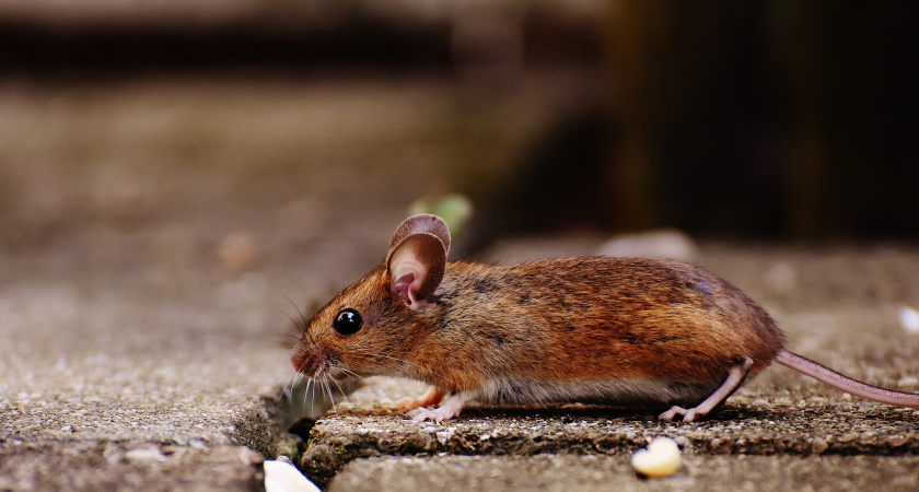Дедовский способ против мышей, который эффективно работает 3 года подряд: метод за 100 рублей, о котором забыли горожане