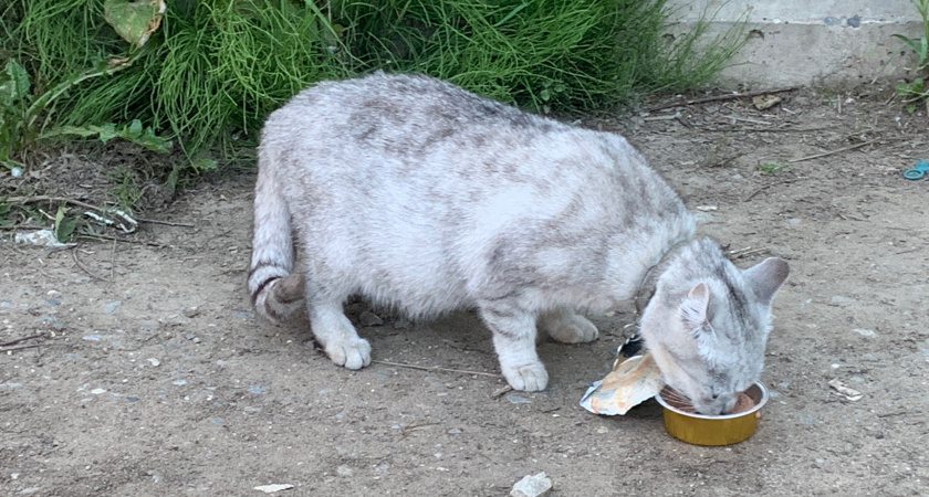 Не 1 и не 3 раза: как часто нужно кормить кошку в течение дня - запомните раз и навсегда