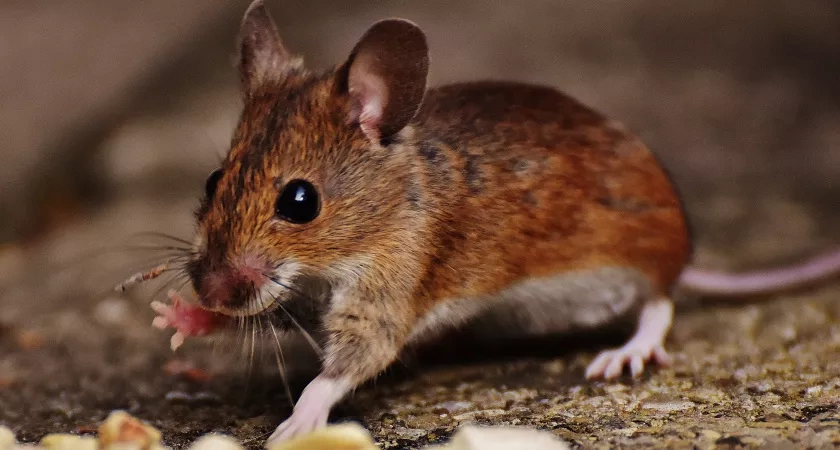 Как мыши выбирают себе дом для зимовки: эффективные способы отпугнуть их раз и навсегда