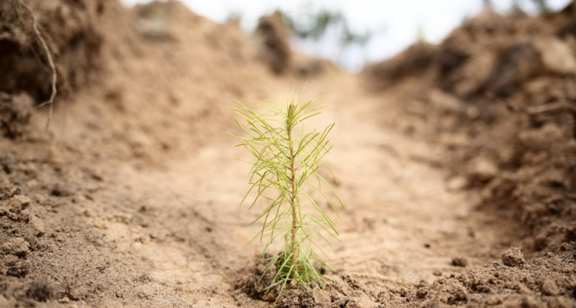 Лесной фонд Иркутской области увеличился более чем на 9 тысяч гектаров