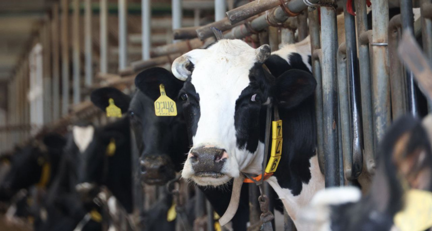 В Иркутской области зарегистрировали более 500 тысяч сельскохозяйственных животных