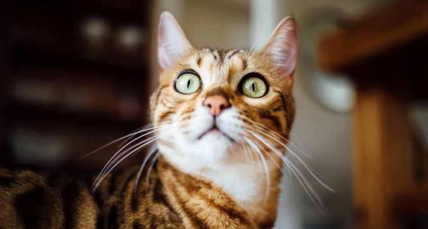 Топ-3 опасных пород кошек: от них лучше держаться подальше