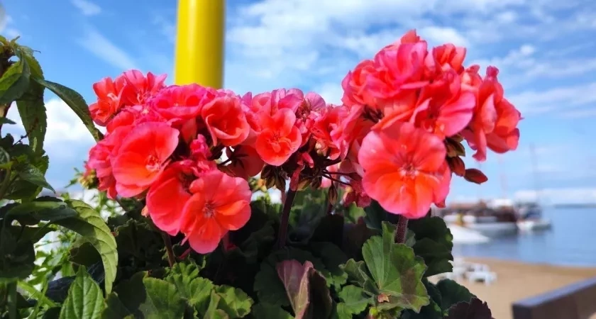 5 пшиков на герань, и бутоны лезут на глазах: цветок зацветет после одной обработки