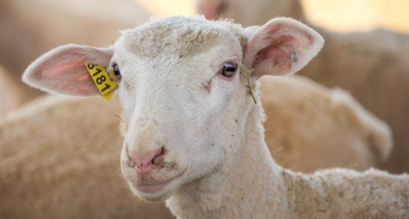 Владельцы овец и коз в Иркутской области должны промаркировать животных до 1 декабря