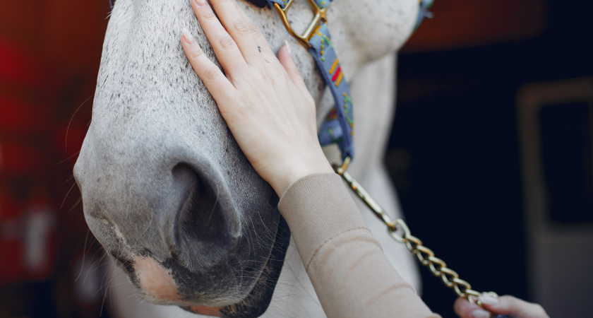 В Усолье-Сибирском лошадь поскользнулась на сцене Дворца культуры