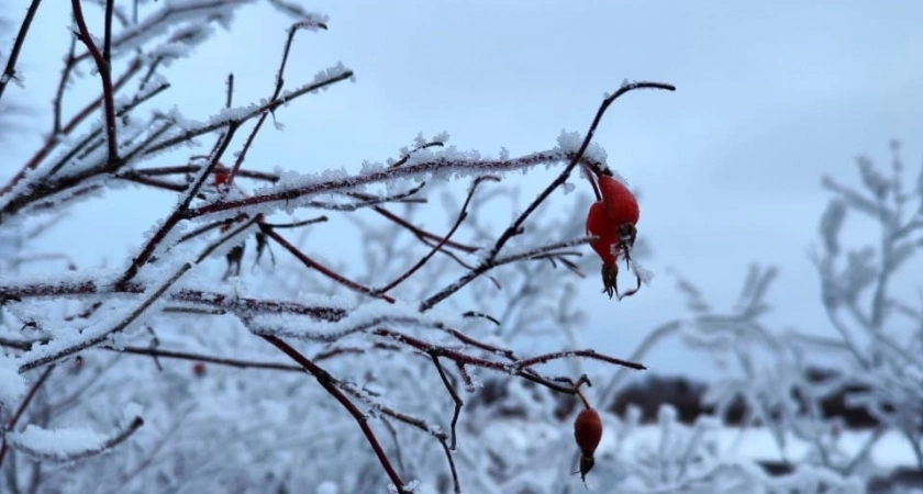 Заморозки и снег скуют Центральную Россию раньше привычного: синоптики сообщили точную дату