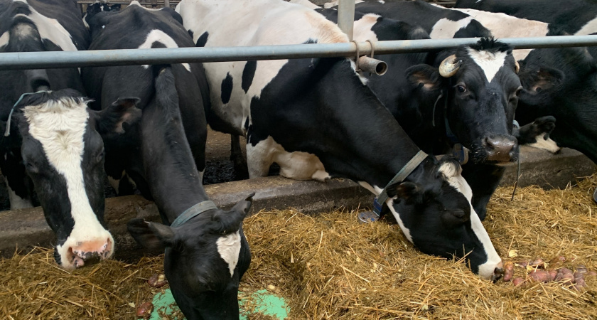 Ветеринары Иркутской области установили пост на трассе из-за инфекции в Забайкалье