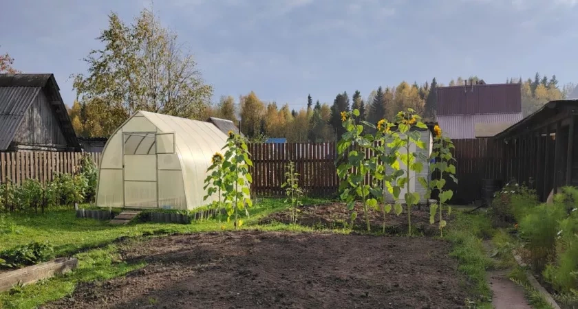Что сделать в саду и огороде до конца ноября: сезонные работы для богатого урожая следующего года
