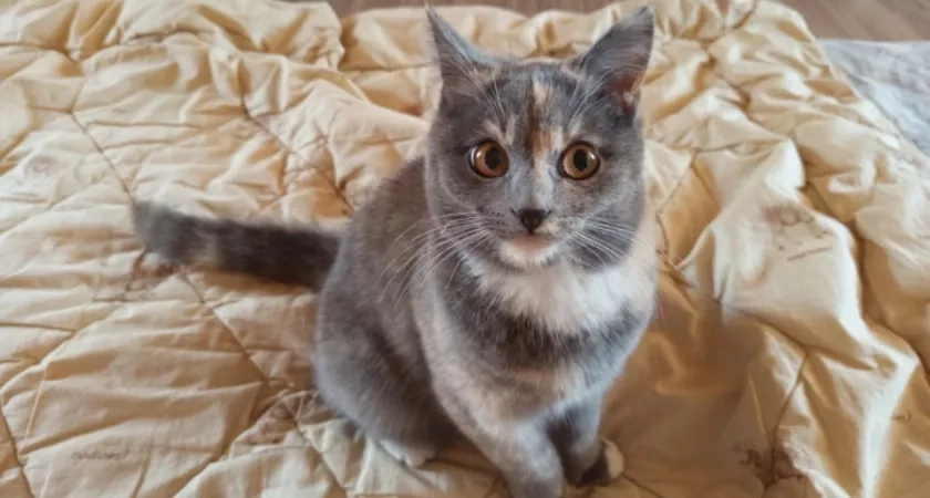 Что нельзя делать, когда кошка кусает за ноги - 2 ошибки. Должен знать каждый хозяин