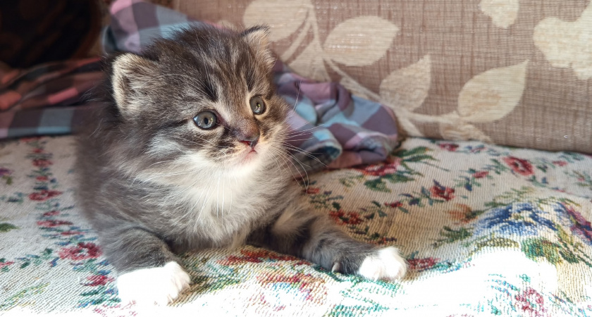 В Иркутской области ветеринары выходили котёнка, серьёзно пострадавшего после нападения собак