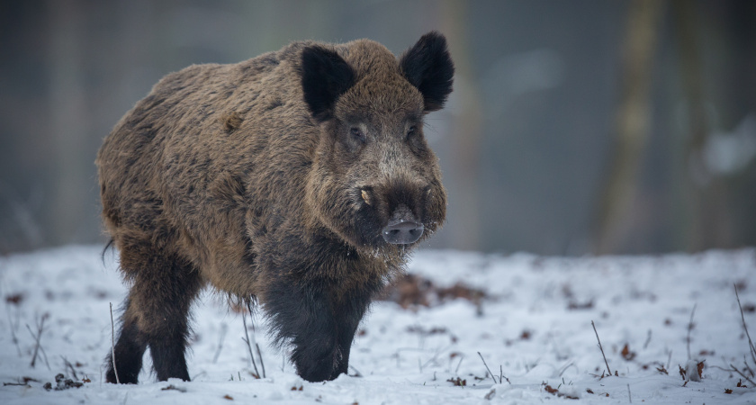 В Усольском районе обнаружили трихинеллез у дикого кабана