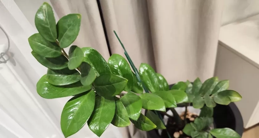 Даже трухлявая палка покроется листвой - вот как полить замиокулькас в ноябре