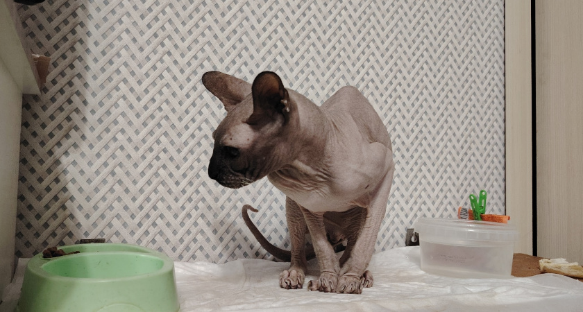 Как кошки узнают, что хозяин скоро вернётся домой