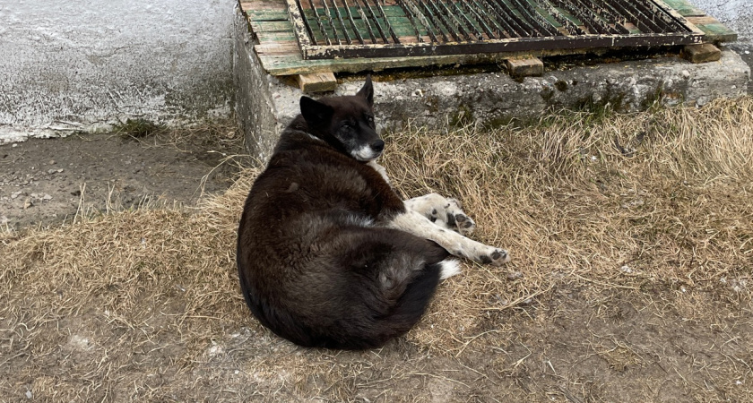 В Иркутской области неизвестные отравили бездомных собак