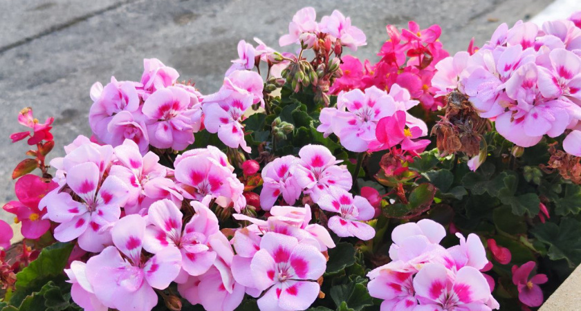 Когда герань в ноябре "лысеет" — не паникую: 2 к 1, и вялая старушка меняет гнев на милость — неистово цветет круглый год