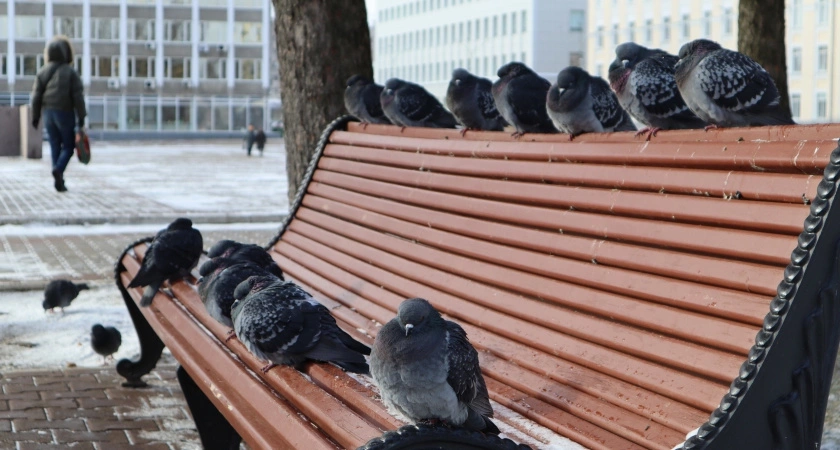 Вильфанд озвучил необычный прогноз: зима будет приходить и уходить