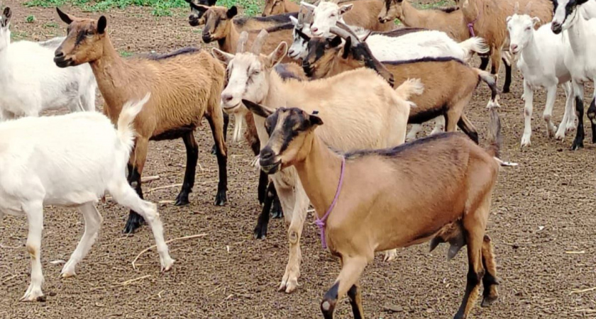 В Иркутской области произвели 60 тонн козьего молока за 10 месяцев