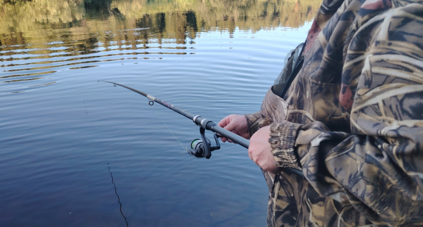 Не наживка, а магнит: окунь клюёт на этого живца с тройной силой — советы эксперта