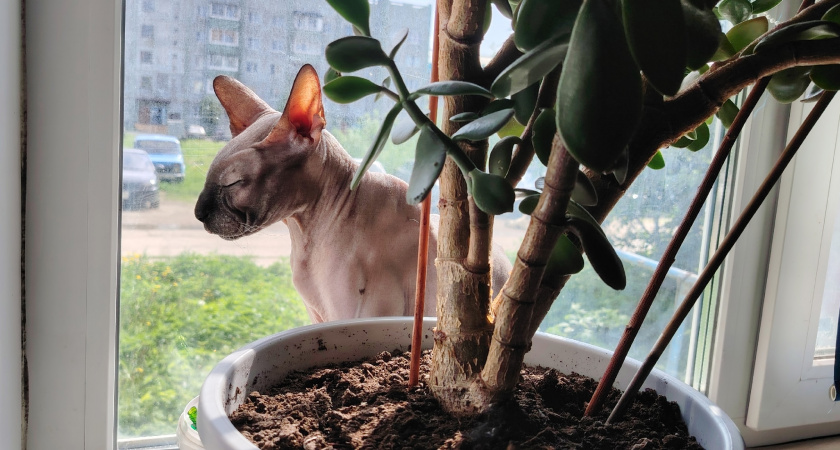 Сколько раз в день кошка должна ходить в туалет - об этом следует знать каждому владельцу