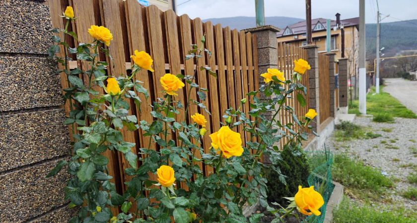 Как мои капризные розы выдержали –30 без единого подмёрзшего побега: проверено на каждом кусте