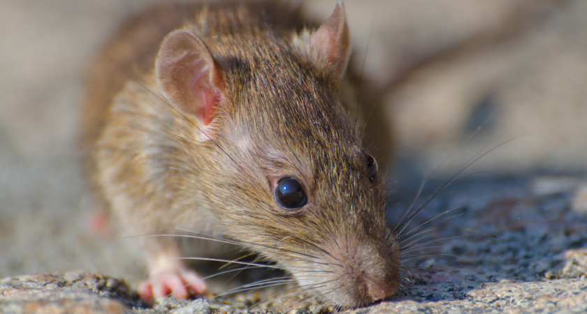 Мышей будто не бывало: знакомый из Германии подсказал простой метод, который быстро прогнал грызунов из дома