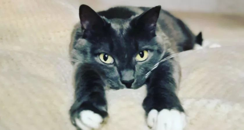 Как нельзя называть кошку: основные ошибки хозяев, о которых они потом жалеют