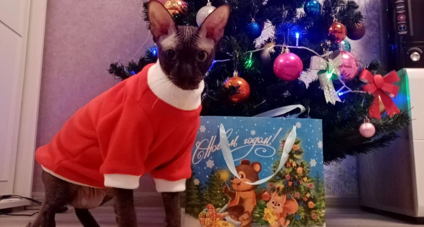 Топ-5 самых «умных» пород кошек: рейтинг интеллектуальных любимцев по мнению хозяев и экспертов