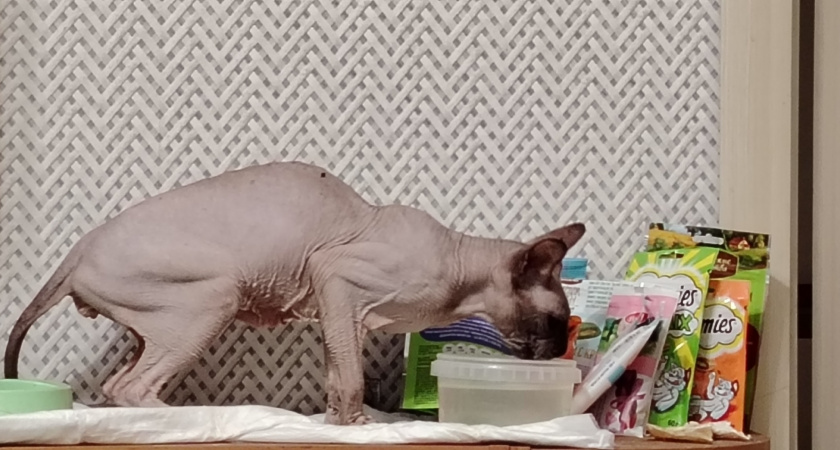 Как научить кошку пить больше воды: хитрость от эксперта