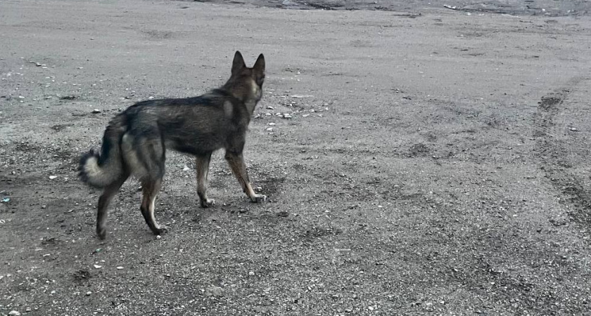 Бродячие собаки в Усолье-Сибирском угрожают персоналу больничного городка