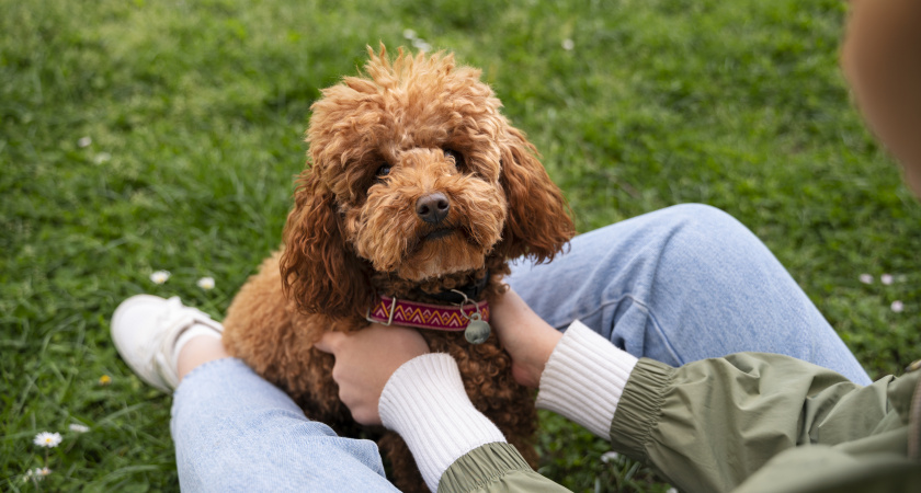 Эти породы собак живут дольше остальных: 5 пород, которые могут прожить почти два десятилетия