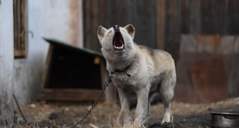 Жителей Иркутской области оштрафовали почти на миллион рублей за нарушения правил содержания питомцев