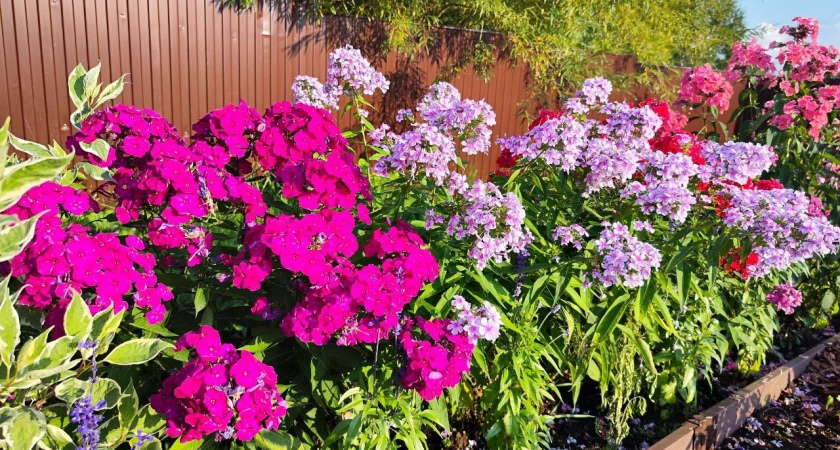 Посейте их по снегу - и весной ваш сад укроет ковер из малиновых шариков! Неприхотливый многолетник, который пахнет сказочно