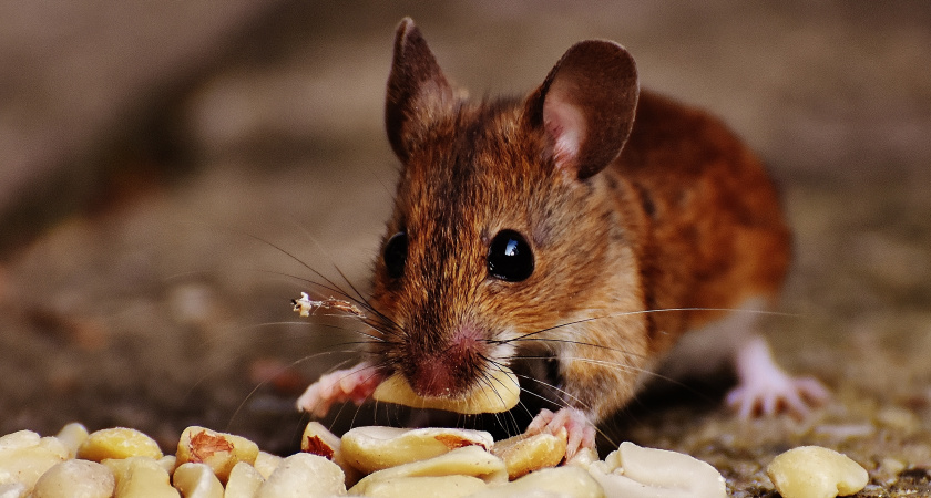 Как дешево избавиться от мышей в доме: мой рабочий метод и несколько советов