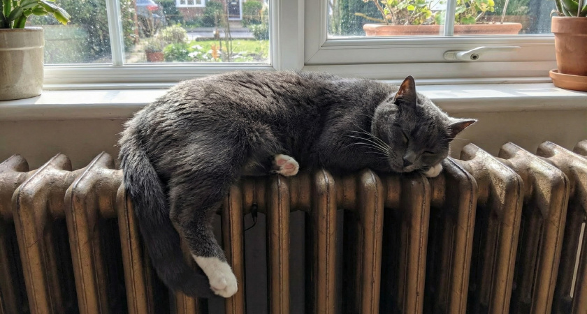 Почему кошки спят в "неудобных" местах и странных позах