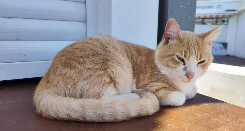 Секрет, который знают ветеринары: как узнать возраст кошки за 5 минут