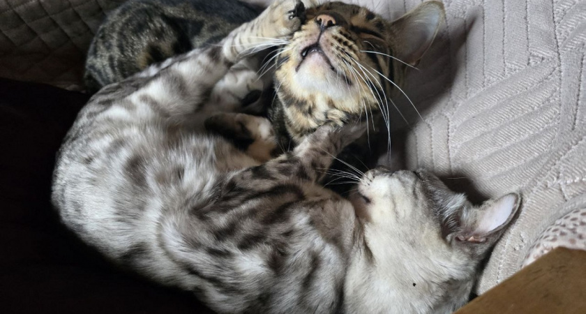 Я люблю вас одиноково: как завести второго кота и не обидеть первого - запомните раз и навсегда