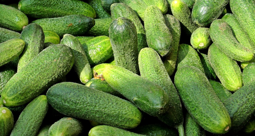 Из огурцов на рассаду выбираю только один: растет без полива хоть в пустыне — проблем с ним точно не будет