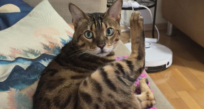 «Я скучаю» по-кошачьи: 5 моделей поведения, которые владельцы часто принимают за плохой характер