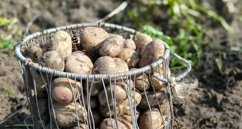 Даст ведро с куста: Как получить щедрый урожай картофеля — нужно знать эти правила