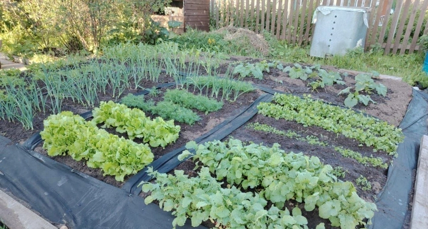 Сажаю в декабре 4 культуры — а урожаем наслаждаюсь уже весной: быстрый огород без хлопот и забот