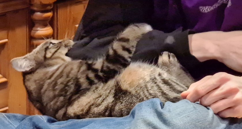 Не зубы, а швейцарский нож: как на самом деле едят кошки - была поражена, когда узнала