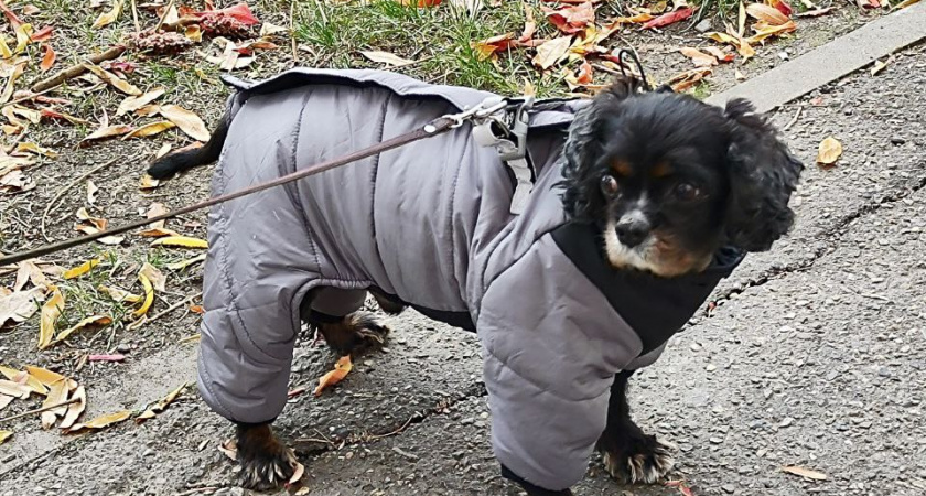 Любят своих хозяев до беспамятства: четыре породы собак, которые будут с вами везде